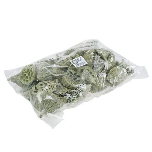 Product Lotus pods Dried lotus Mix Green washed Ø6-10cm 50pcs