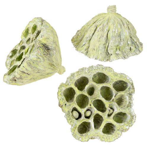 Product Lotus pods Dried lotus Mix Green washed Ø6-10cm 50pcs