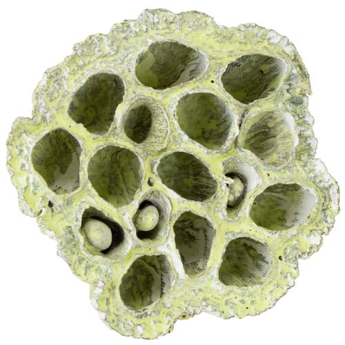 Product Lotus pods Dried lotus Mix Green washed Ø6-10cm 50pcs