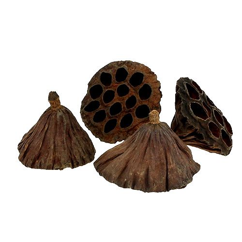 Lotus flask medium 100pcs natural