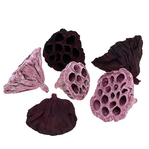 Floristik24 Lotus pods Mix Dried lotus Pink Berry Ø6cm-10cm 50pcs