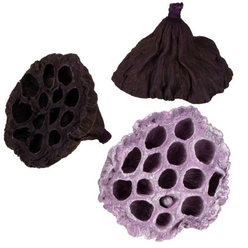 Floristik24 Lotus Mix Pink, Erika Ø6cm - Ø10cm 50 pcs