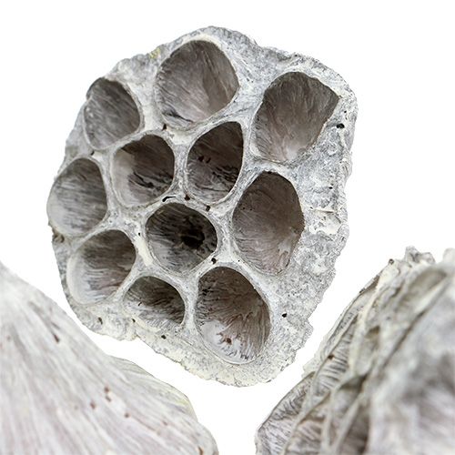 Product Lotos Natural Deco Lotus Flask White Washed 6-8cm 50 Pcs