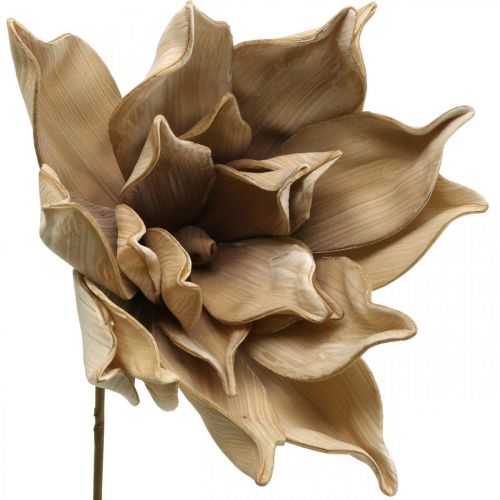 Product Lotus flower, lotus blossom decoration, artificial plant beige L66cm