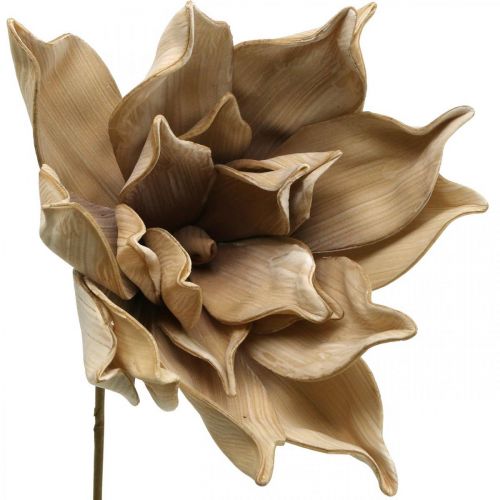 Floristik24 Lotus flower, lotus blossom decoration, artificial plant beige L66cm