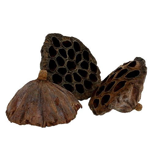 Product Lotus flask large 100pcs natural