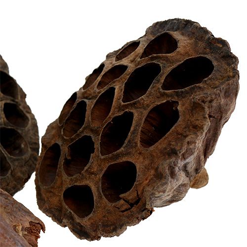 Product Lotus bulb large 100 pcs natural