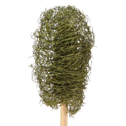 Floristik24 Luffa small on a stick sponge cucumber dark green 5-7cm 25 pcs