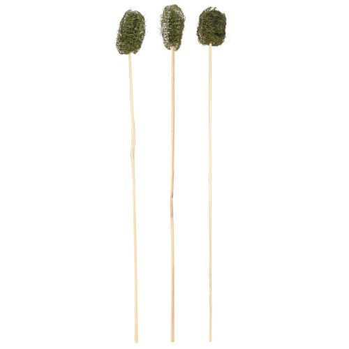 Floristik24 Luffa small on a stick sponge cucumber dark green 5-7cm 25 pcs
