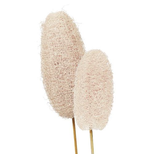 Luffa large on a stick bleached 25pcs