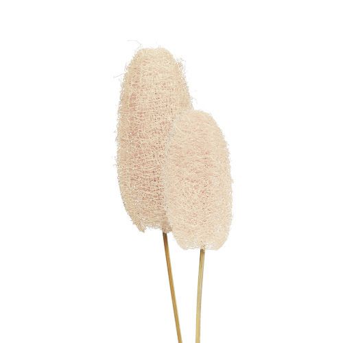 Floristik24 Luffa small on a stick bleached 25pcs