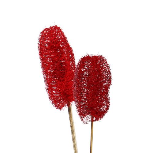 Floristik24 Luffa small on a stick red 25pcs