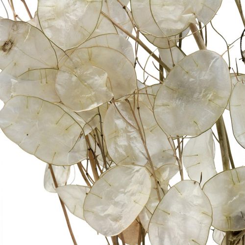 Product Lunaria dried flowers moon violet silver leaf dried 60-80cm 30g