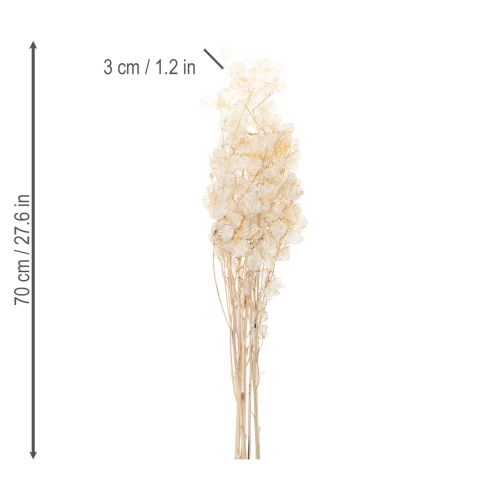 Product Lunaria dried flowers, moon violet, silver leaf, dried, 60-80cm, 30g