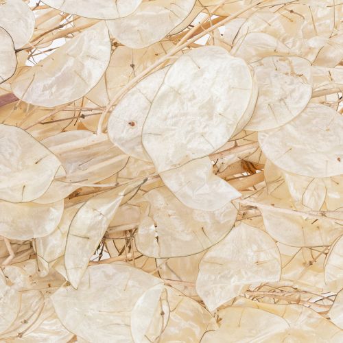 Product Lunaria dried flowers, moon violet, silver leaf, dried, 60-80cm, 30g