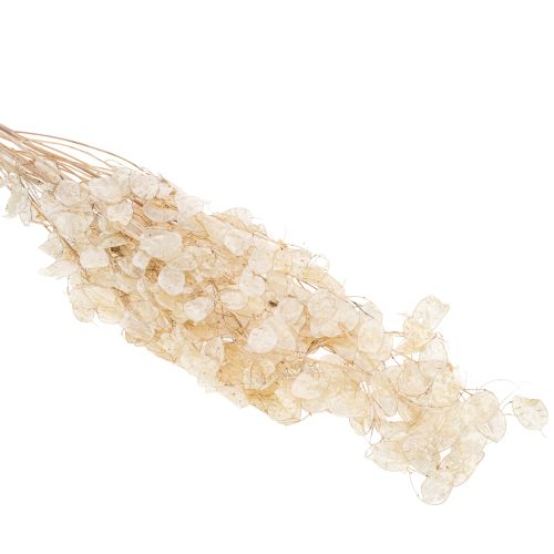 Lunaria dried flowers, moon violet, silver leaf, dried, 60-80cm, 30g | Floristik24.co.uk