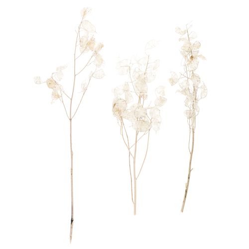Lunaria dried flowers, moon violet, silver leaf, dried, 60-80cm, 30g | Floristik24.co.uk