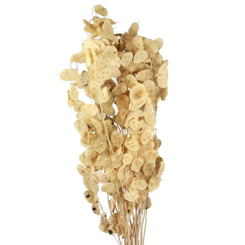 Lunaria Deco Moon Violet Silver Leaf Dried 90cm 100g