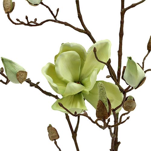 Floristik24 Magnolia branch green L110cm