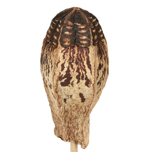Product Mahogany Pod Pods Dry Decoration Natural 45cm 50 pcs