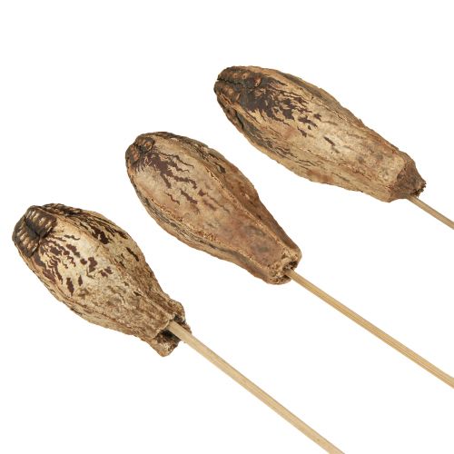 Product Mahogany Pod Pods Dry Decoration Natural 45cm 50 pcs