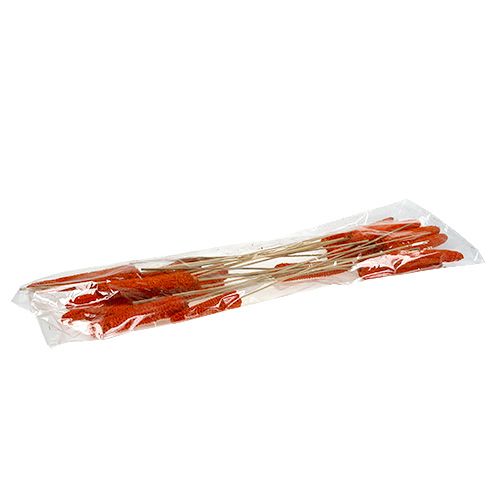 Product Dried décor Corn cobs on stick Orange 9-18cm 20pcs