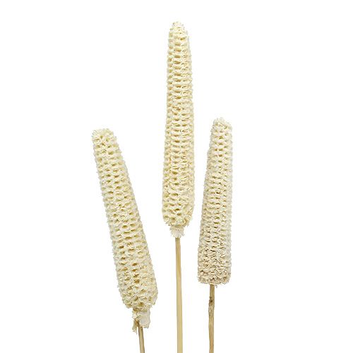 Floristik24 Corn cobs bleached on stick 20 pcs