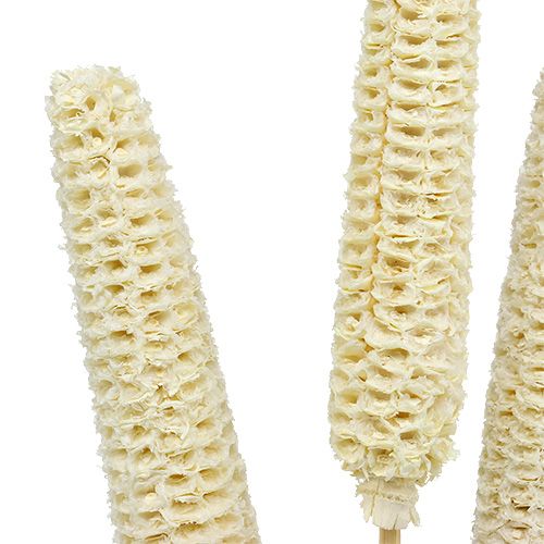 Floristik24 Corn cobs bleached on stick 20 pcs