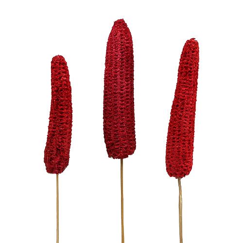 Product Dried corn cobs on stick Dried décor Red 10-18cm 20pcs