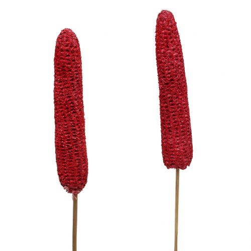 Floristik24 Corn on the cob on a stick red, white washed 20 pcs