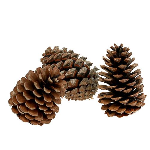 Floristik24 Maritima cones 10/14 natural 50 pcs