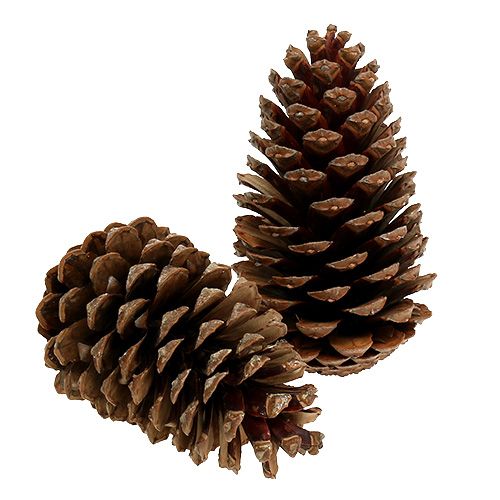 Maritima cones 14/18 natural 25pcs