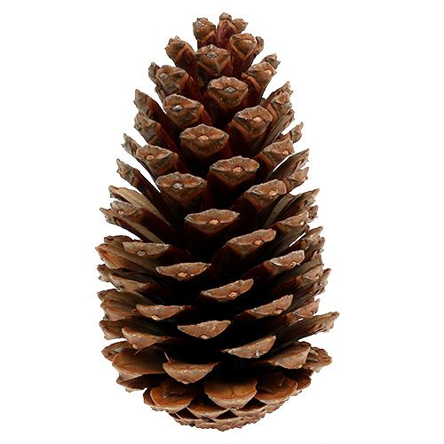 Floristik24 Maritima cones 14/18 natural 25 pcs