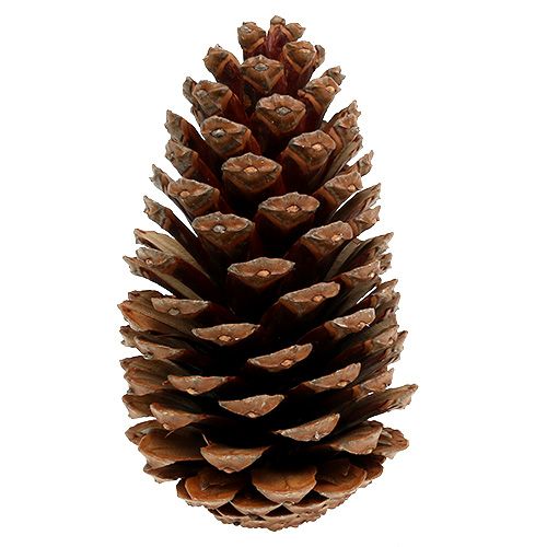 Product Maritima cones 14/18 natural 25pcs