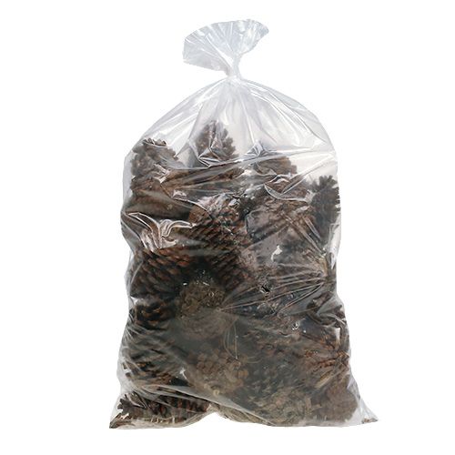 Maritima cones 14/18 natural 25 pcs | Floristik24.co.uk