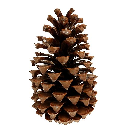 Floristik24 Maritima cones 17+ natural 25 pcs