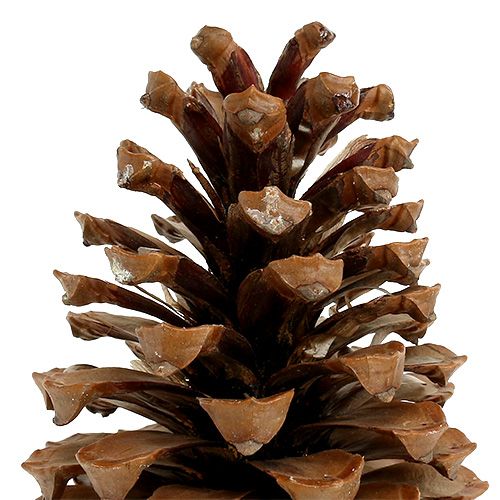 Floristik24 Maritima cones 17+ natural 25 pcs