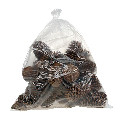 Floristik24 Maritima cones 17+ natural 25 pcs