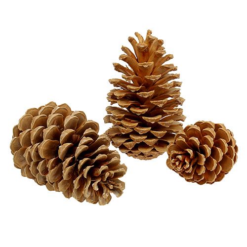 Product Maritima cones cream-vanilla mixed 5-18cm 25pcs