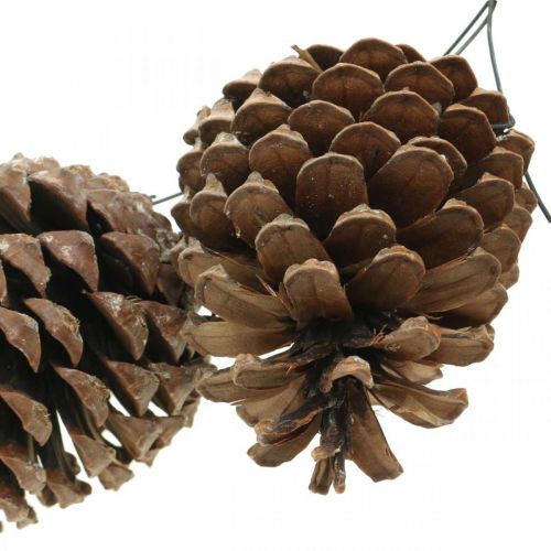 Product Maritime cones with wire, commemorations, Christmas decoration, natural product H8–13cm Ø6–9cm 50p
