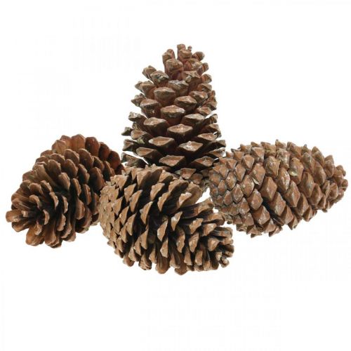 Product Maritima cones, funeral floristry, Advent decoration, natural product H12–15cm Ø6.5–10cm 50 pcs