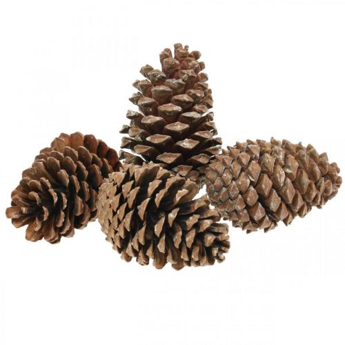 Floristik24 Maritima cones, mourning floristry, Advent decoration, natural product H12-15cm Ø6.5-10cm 50pcs