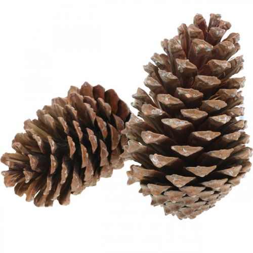 Product Maritima cones, funeral floristry, Advent decoration, natural product H12–15cm Ø6.5–10cm 50 pcs