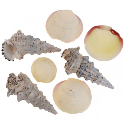 Floristik24 Maritime Decoration Shells Snail Shells Streudeko 600g