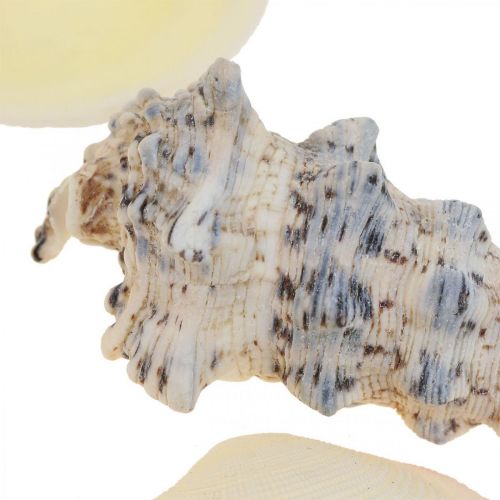 Floristik24 Maritime Decoration Shells Snail Shells Streudeko 600g