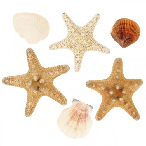 Floristik24 Maritime decoration shells starfish handicraft material sprinkles