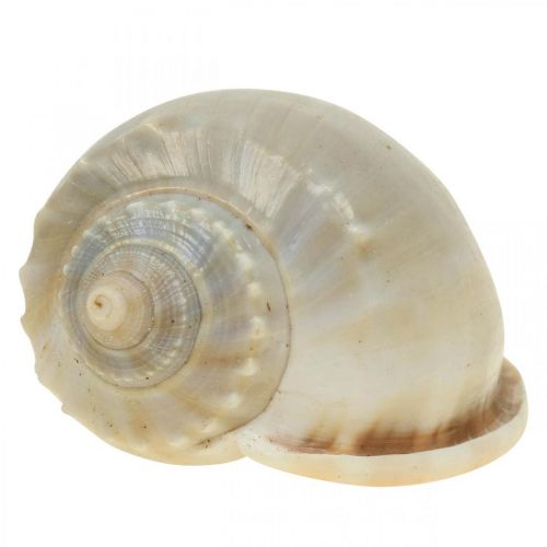 Floristik24 Maritime decoration snail shells sea snails 4-8cm 10 pcs
