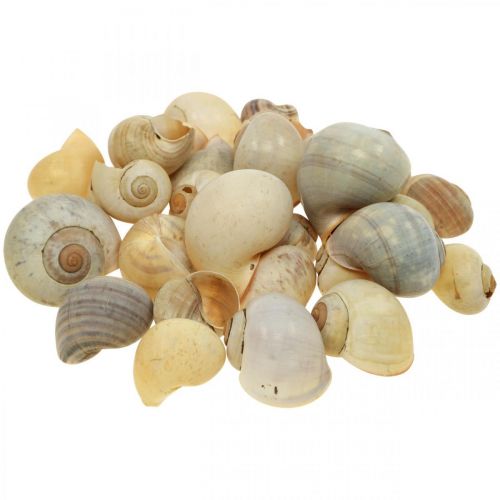 Floristik24 Maritime decoration snail shell natural snails empty 2-5cm 1kg