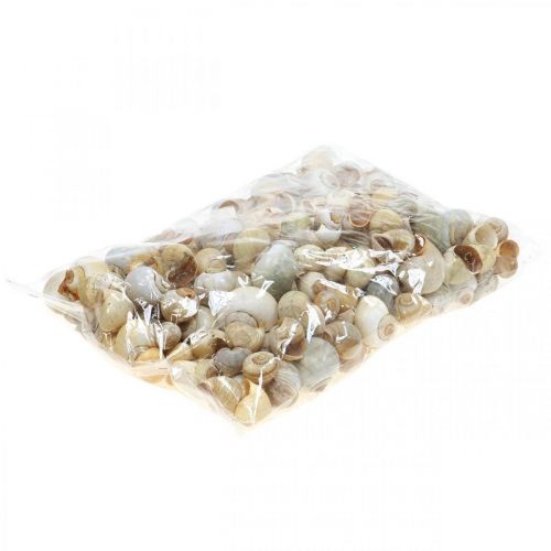 Floristik24 Maritime decoration snail shell natural snails empty 2-5cm 1kg