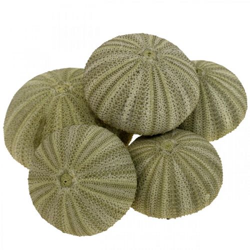 Product Maritime Deco Sea Urchin Deco Green Summer Deco Ø5-6cm 17p